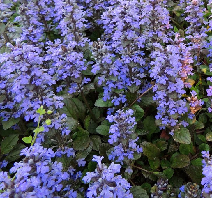 hình ảnh cận cảnh cây Ajuga với hoa màu tím