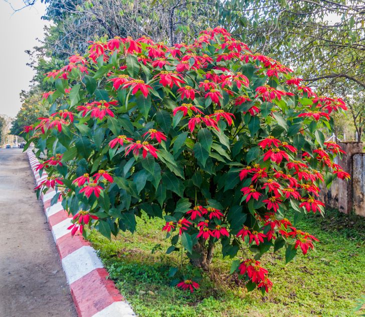 Cây Euphorbia thường được trồng làm cảnh ở lối vào, sân vườn.