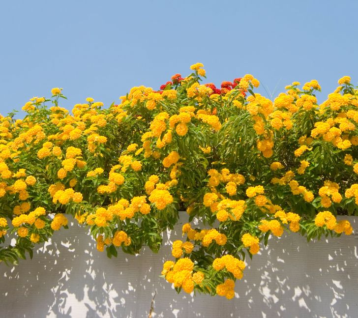 Hình ảnh cận cảnh cây Lantana với hoa màu vàng