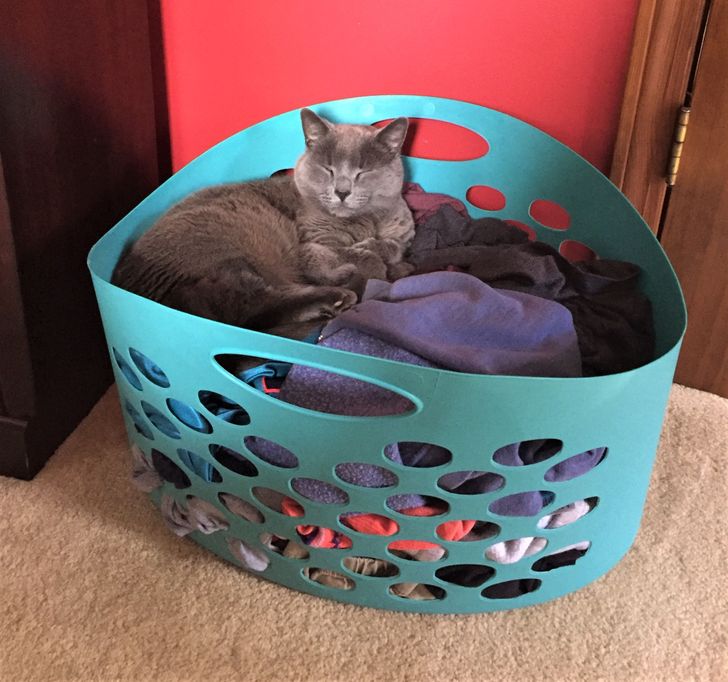 hình ảnh cận cảnh chú mèo mun nằm trong giỏ đựng đồ bẩn màu xanh ngọc