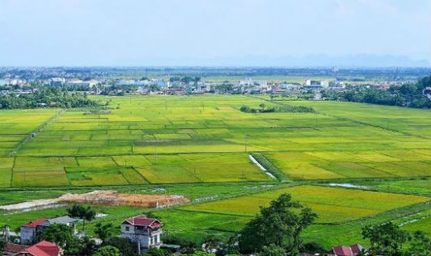 hình ảnh một cánh đồng trồng lúa màu xanh lá mạ nhìn từ trên cao