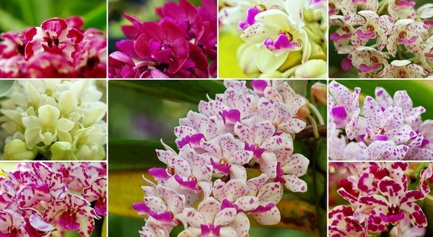 Hoa lan trang trí nhà ngày Tết với rất nhiều chủng loại, màu sắc.