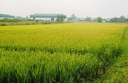 hình ảnh cận cảnh cánh đồng lúa bắt đầu chín vàng ươm minh họa cho việc chuyển đổi mục đích sử dụng đất