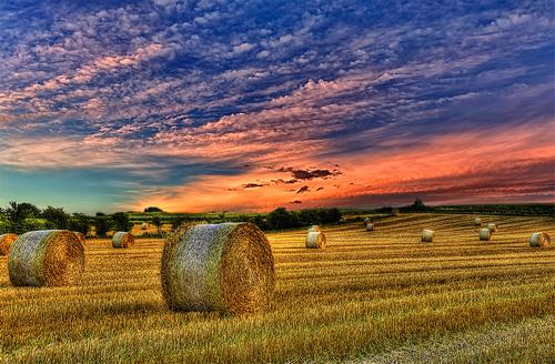 hình ảnh cận cảnh đất nông nghiệp với cánh đồng lúa với những thảm tranh cuộn tròn, bầu trờ xanh ráng vàng hoàng hôn