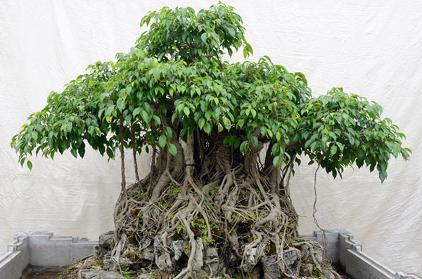 hình ảnh cận cảnh cây sanh bonsai