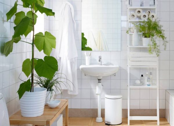 Điểm danh loại cây trồng trong nhà vệ sinh giúp khử mùi hôi tốt nhất
