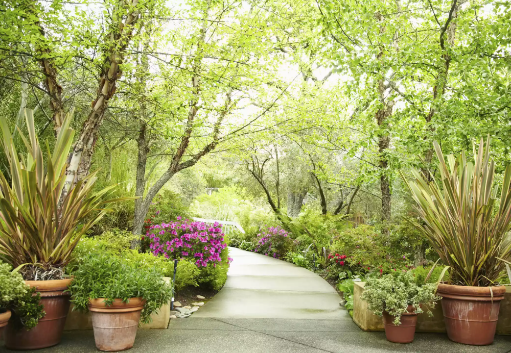 hình ảnh khu vườn xanh tốt với lối đi uốn lượn, hai bên trồng hoa màu tím minh họa cho phong thủy sân vườn tốt