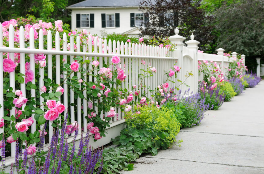 hành rào sân vườn màu trắng và hoa hồng leo