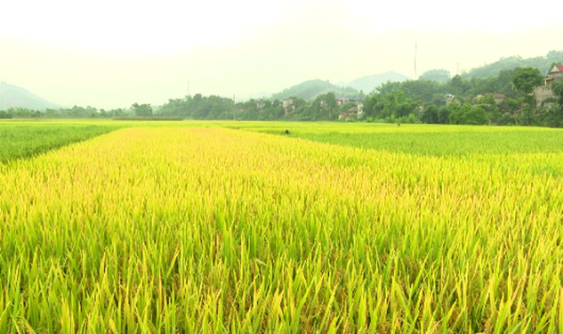 Hưng Yên chuyển đổi hơn 65 ha đất lúa sang đất phi nông nghiệp
