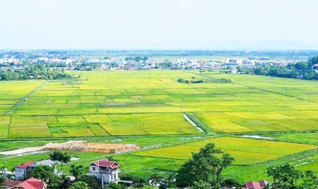 hình ảnh cánh đồng lúa ngả sang màu vàng ươm, xung quanh là làng mạc, thôn xóm.