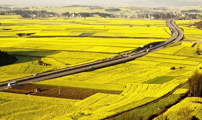 hình ảnh cánh đồng lúa chín vàng nhìn từ trên cao minh họa cho đất nông nghiệp