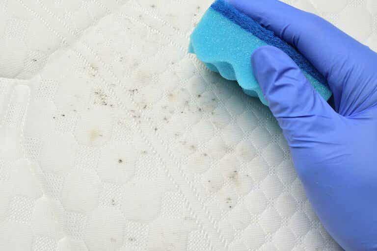Rất nhiều bụi bẩn, bọ ve tích tục trong nệm nếu không được vệ sinh làm sạch.