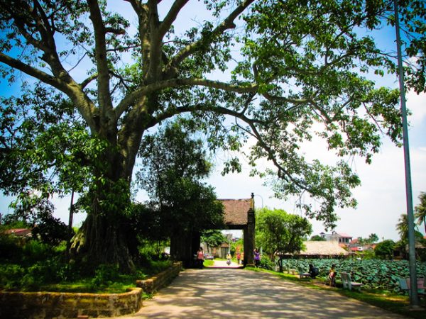 cổng làng Đường Lâm, Hà Nội với cây đa cổ thụ, ao sen, cổng đình