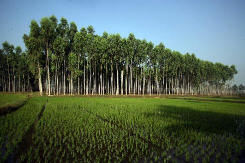 rừng sản xuất là rừng trồng là một loại tài sản gắn liền với đất