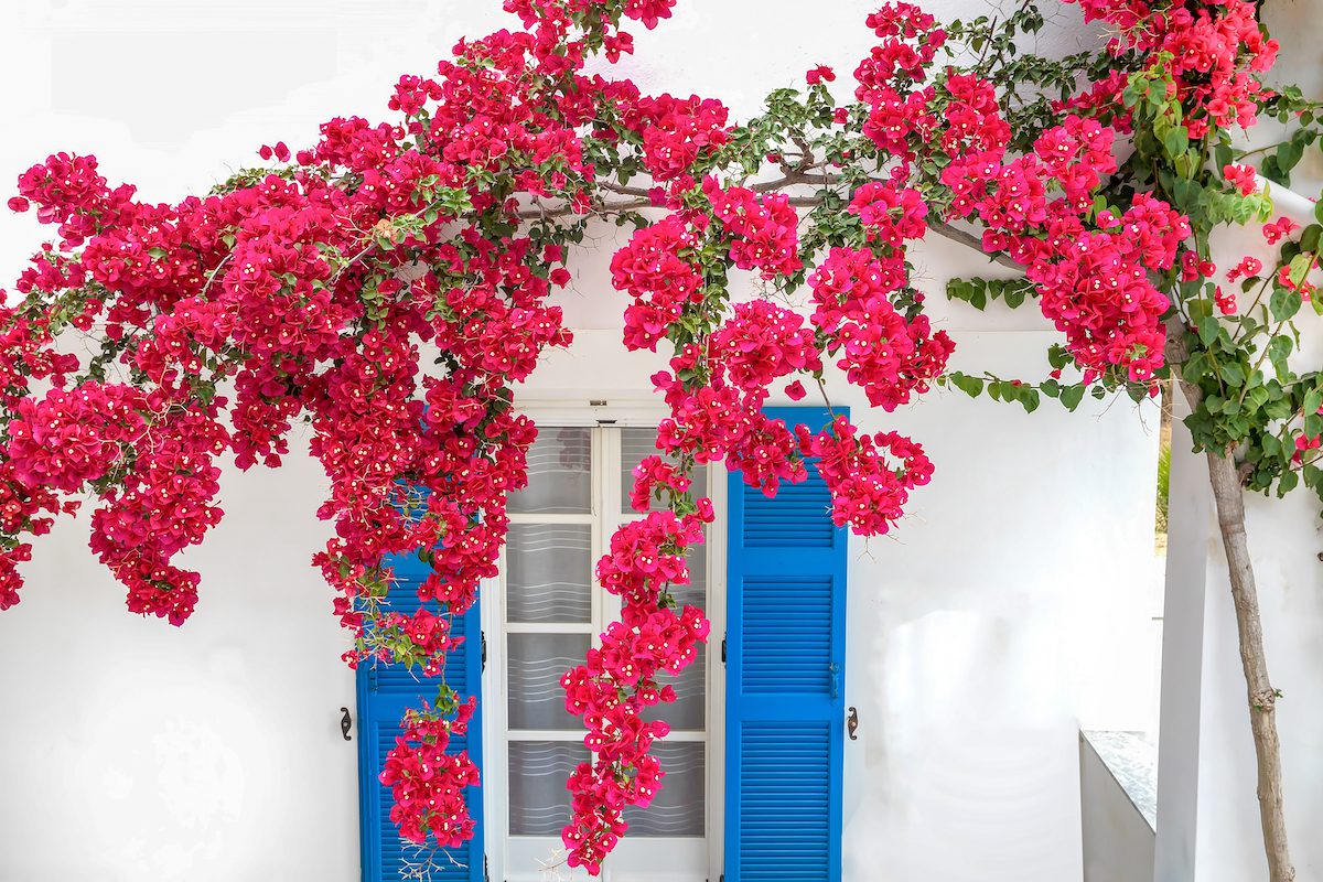 hình ảnh khung cửa nhà sơn màu xanh nước biển, hoa giấy màu hồng minh họa cho cho thuê nhà nguyên căn