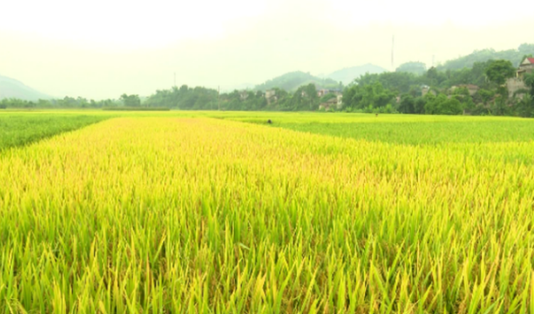 TP.HCM: Chuyển mục đích sử dụng đất trồng lúa tại nhiều quận, huyện để làm dự án