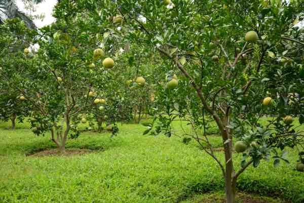 đất LNK trồng cây ăn quả