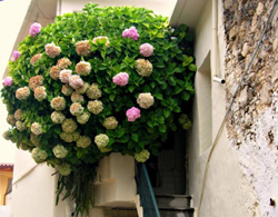 Xanh mát với bồn hoa bên thềm nhà