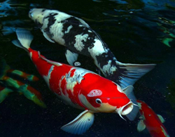 Tầm quan trọng của loài cá trong Phong Thuỷ