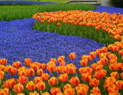 Hà Lan rực rỡ sắc hoa xuân