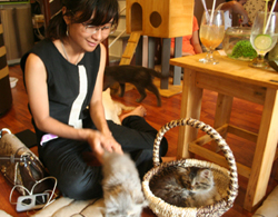 Độc đáo quán café mèo tại đất Hà Thành