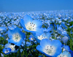 Xanh ngát sắc hoa Nemophila