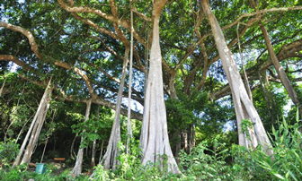 Đến Đà Nẵng ngắm cây đa nghìn năm tuổi