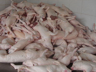 TP.HCM phát hiện hàng ngàn kg thịt heo sữa hôi thối trước chế biến
