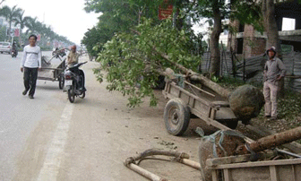 TP Nghệ An: Công khai bày bán cây ‘bạc tỷ’ trên đại lộ 