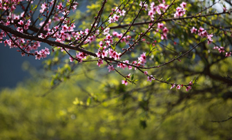 Đào rừng nở muộn phủ hồng cao nguyên Mộc Châu