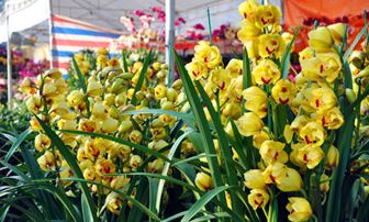 Chợ hoa Xuân Hạ Long 2012 rực rỡ sắc màu