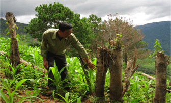 Sắp xếp, đổi mới, 700.000ha đất mất đi đâu?