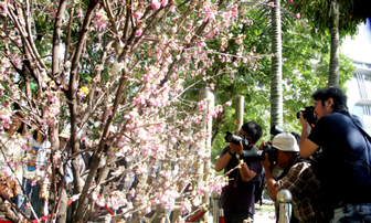 TP HCM: Tưng bừng lễ hội hoa anh đào