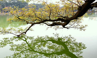 Ảnh đẹp Lộc Vừng Hồ Gươm mùa thay lá