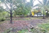 Bán đất vườn măng cụt, dâu, dừa tại Thuận An