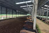 Cần bán gấp dự án chăn nuôi bò thịt tại huyện Lạc Sơn, tỉnh Hòa Bình