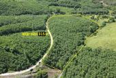 Bán 2 hecta đất quy hoạch Cây Lâu Năm mặt tiền hơn 300m ngang tặng vườn keo 2 năm LH 0788.558.552