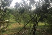 Bán đất tại Đường Bình Hòa - Cây Dương, Vĩnh Cửu, Đồng Nai diện tích 2400m2 giá 9.5 Tỷ