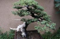 Học cách trang trí vườn cực đẹp với cây bonsai của người Nhật