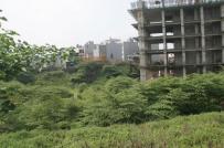 Ngỡ rừng rậm ngay trong hầm chung cư ở Hà Nội