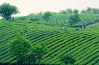 Khánh Hòa: Thu hồi đất nông lâm trường quốc doanh gặp khó