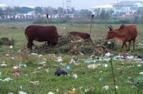Nghệ An: Hàng trăm héc-ta “đất vàng” thành nơi chăn bò, đổ rác