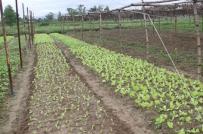 Đà Nẵng: Không phê duyệt quỹ đất dự án trồng rau của người Trung Quốc