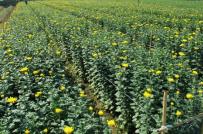 Hà Nội: Thu hồi hơn 10.000m2 đất ở Tây Hồ để cho thuê trồng hoa và cây cảnh