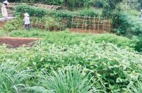 Nở rộ mô hình cho thuê đất trồng rau ở vùng ven Hà Nội