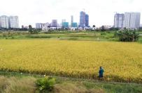 TP.HCM: 11 huyện, quận được chuyển đổi hơn 1.000 ha đất lúa