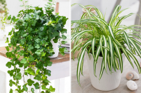 10 loại cây trồng trong nhà giúp lọc không khí hiệu quả nhất
