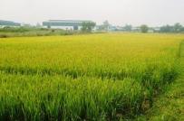 Cần Thơ: Hơn 21 ha đất trồng lúa được chuyển đổi sang đất phi nông nghiệp