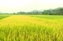 Hưng Yên chuyển đổi hơn 65 ha đất lúa sang đất phi nông nghiệp