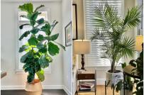 Làm đẹp phòng khách với 11 loại cây cảnh nhiệt đới xanh tốt